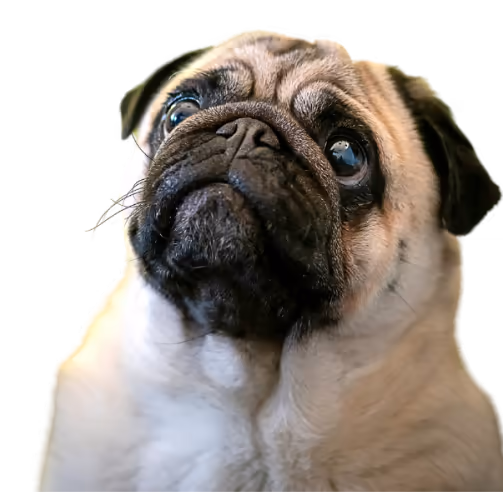 Concerned pug
